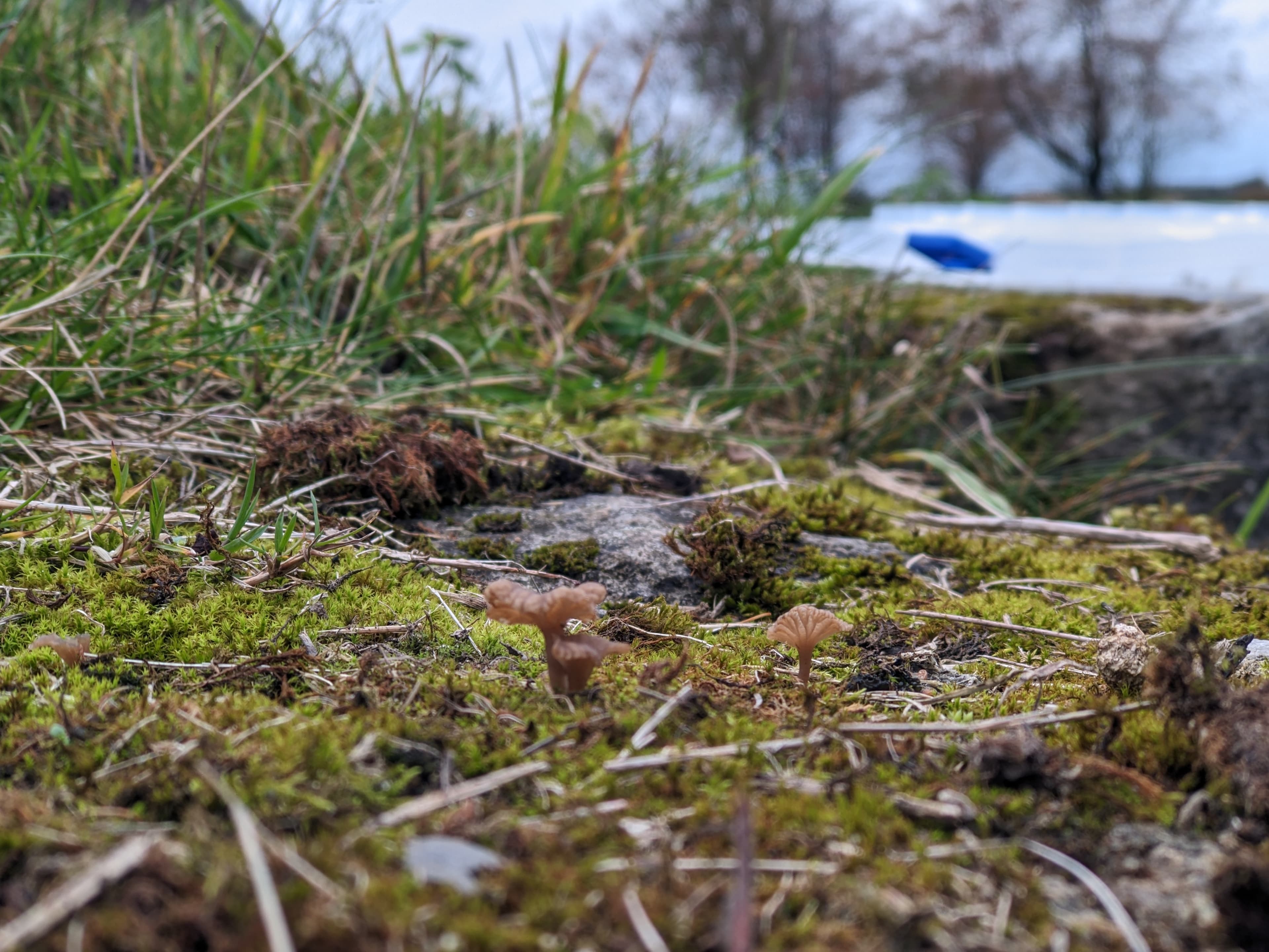 Arrhenia rickenii growing in mossy grassland