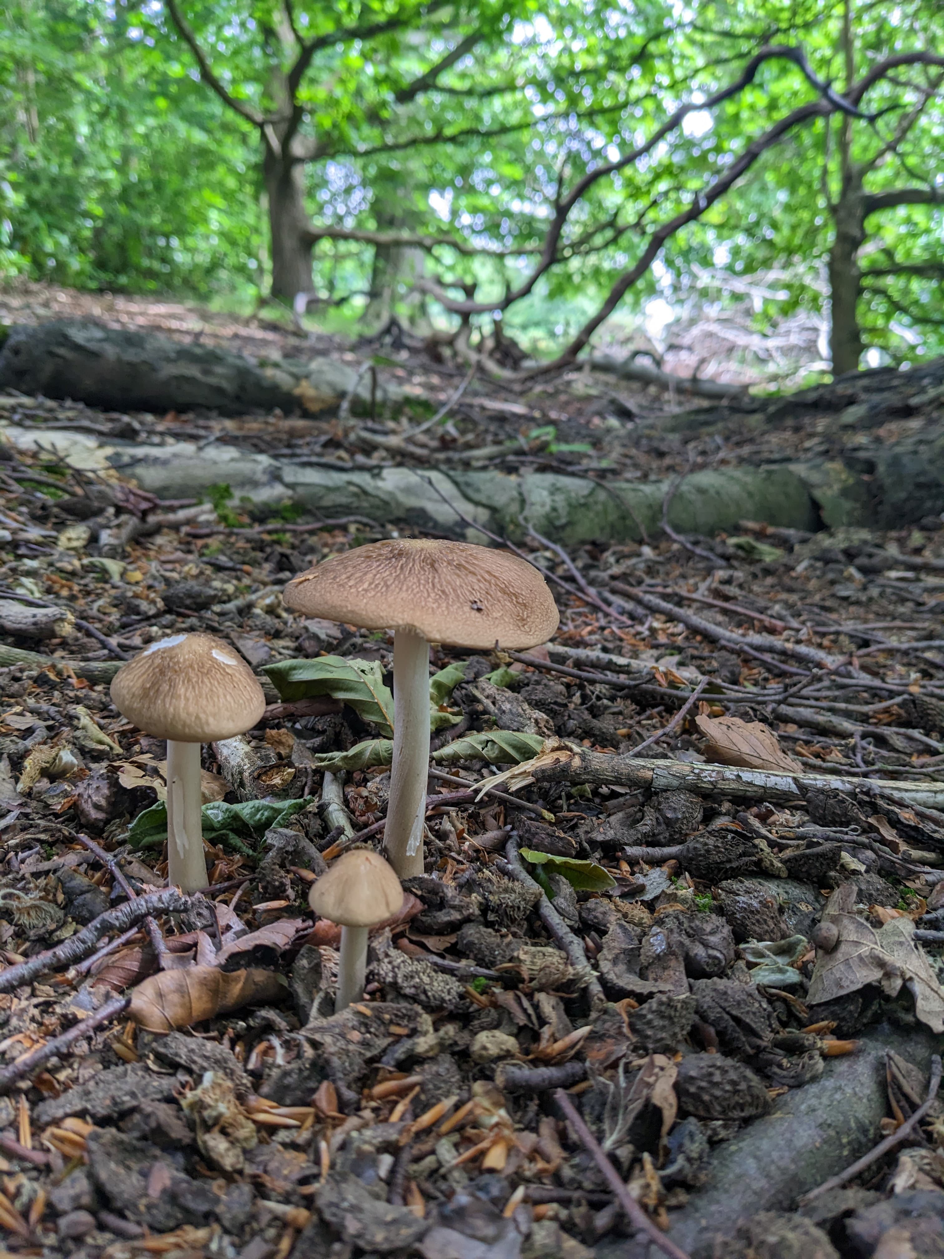 Hymenopellis radicata — Rooting Shank