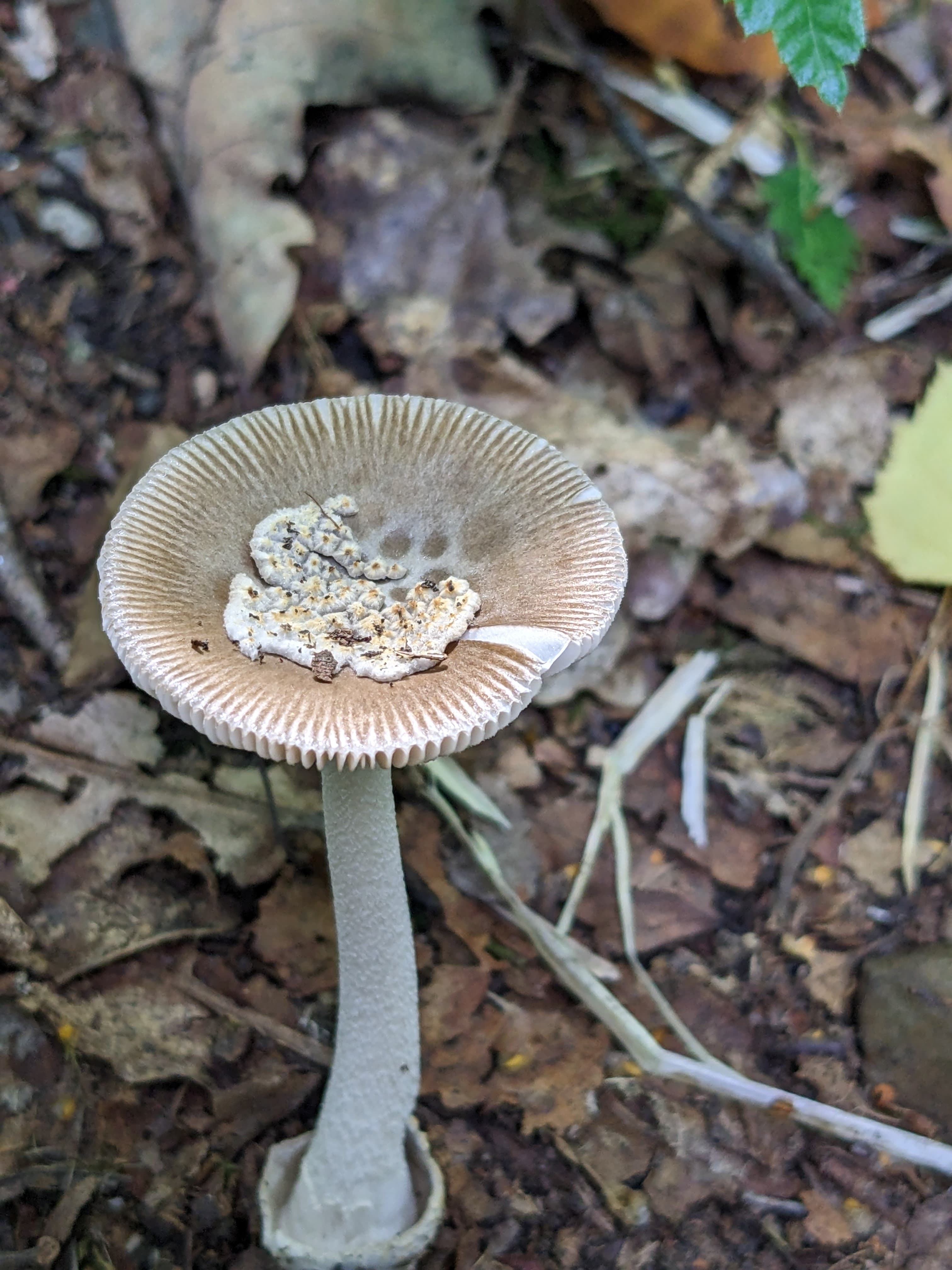 Amanita olivaceogrisea