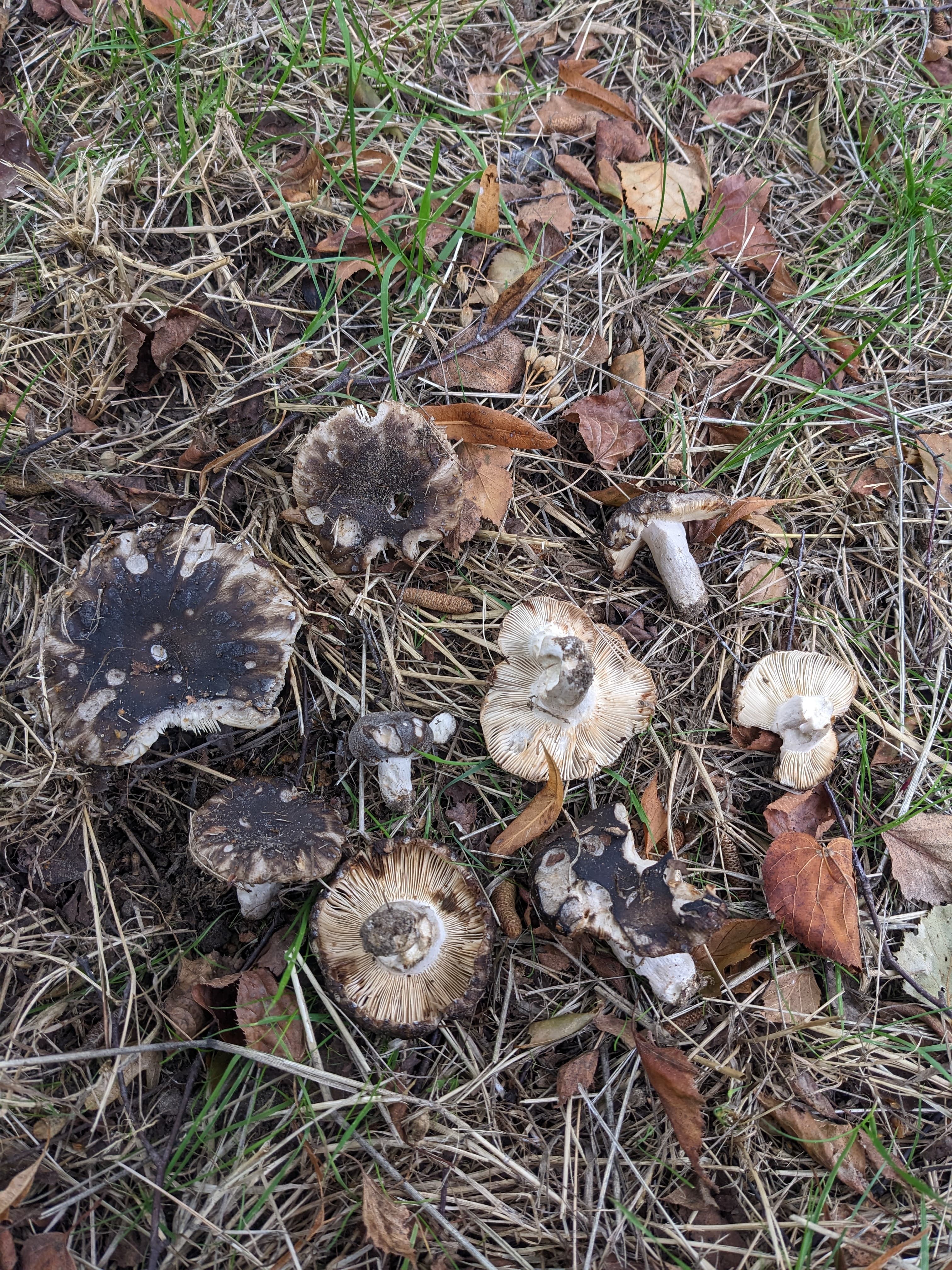 Russula pseudoaffinis