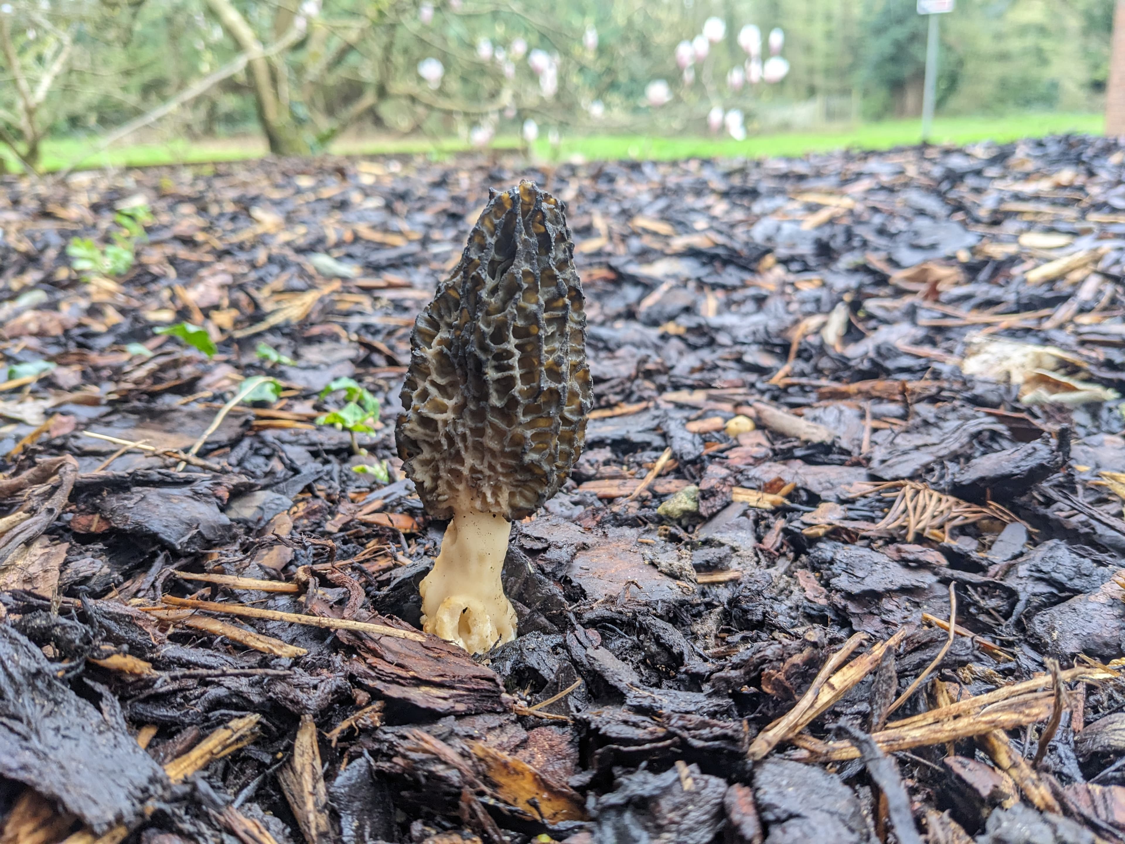 Morchella elata s.l.