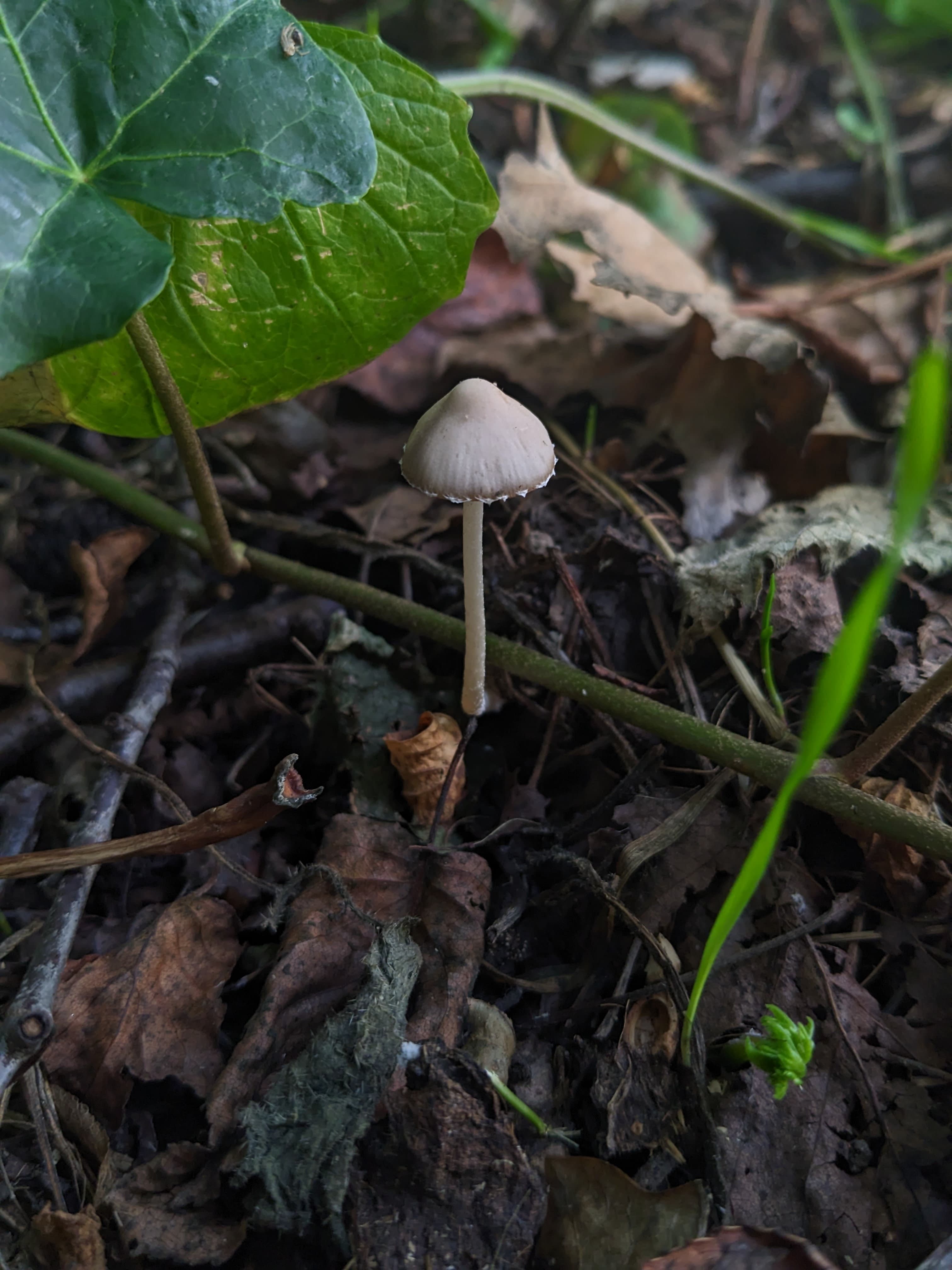 Coprinopsis marcescibilis