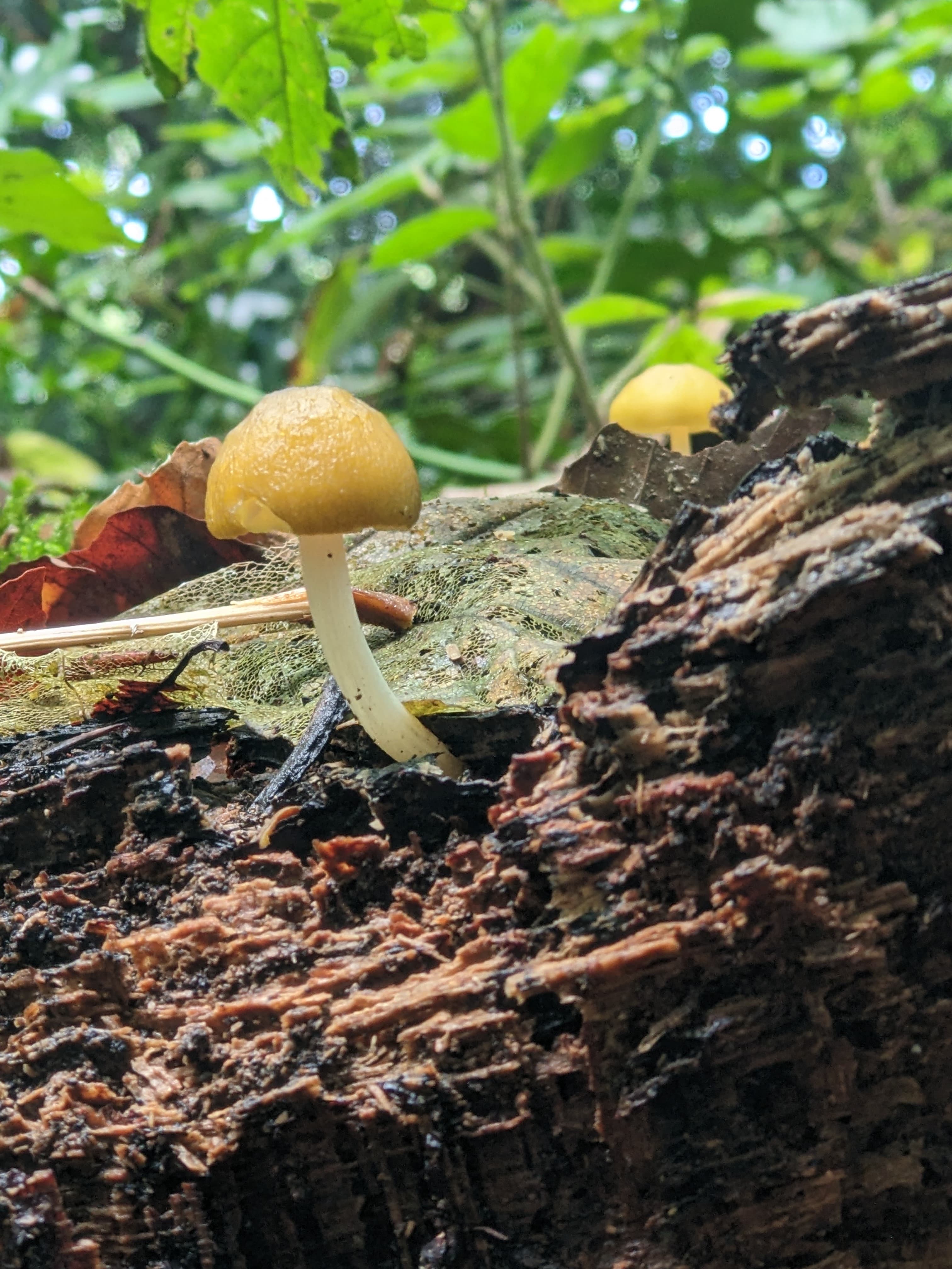 BSc Microbiology — University of Leeds