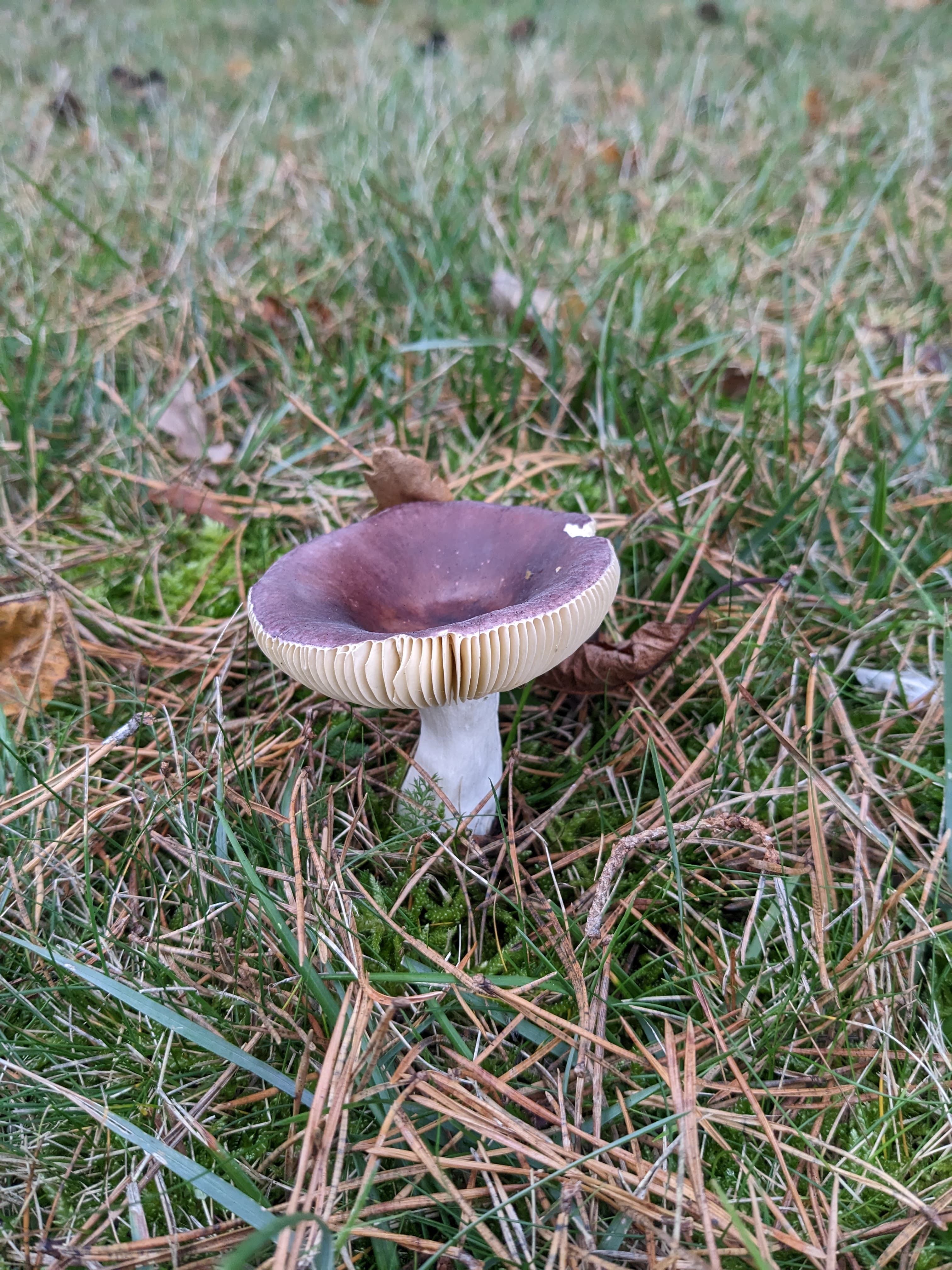 PhD Researcher — University of Reading