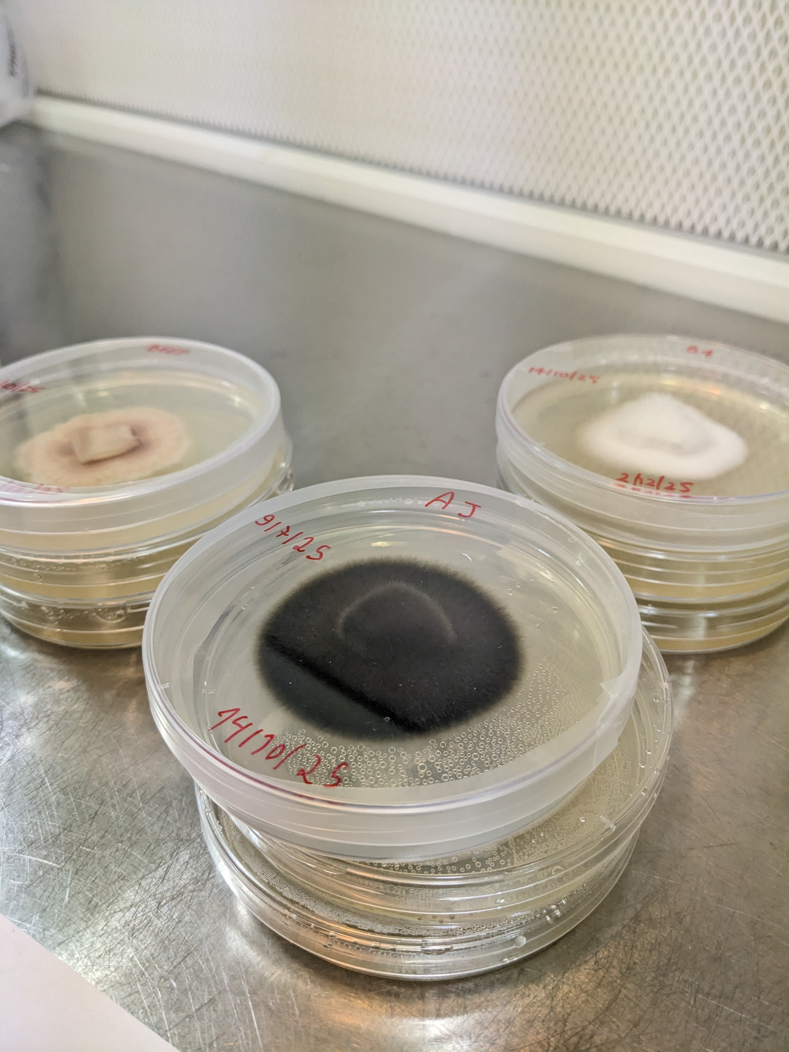 Fungal cultures in petri dishes — eDNA laboratory work