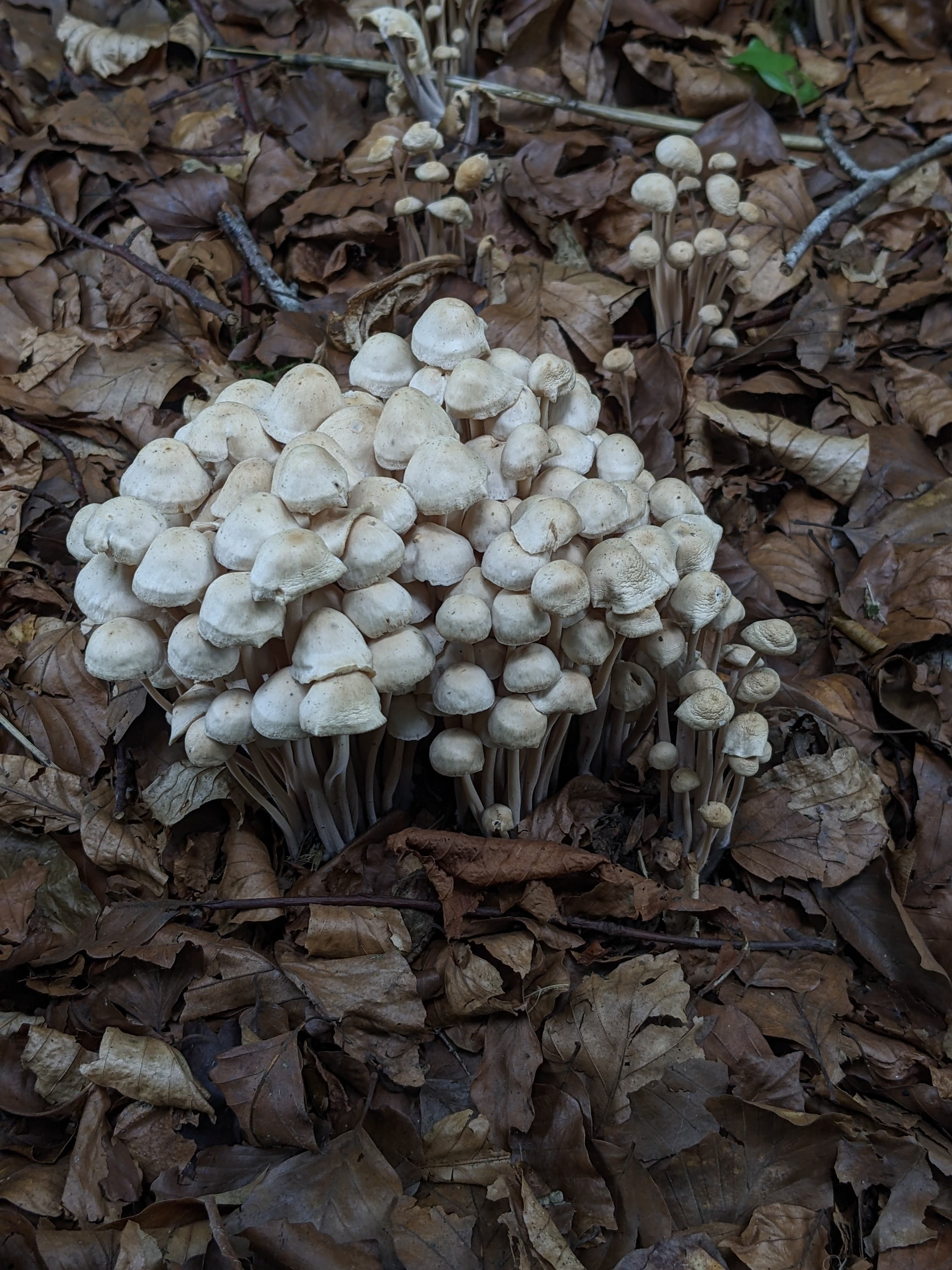 Fourier-Transform Infrared Spectroscopy